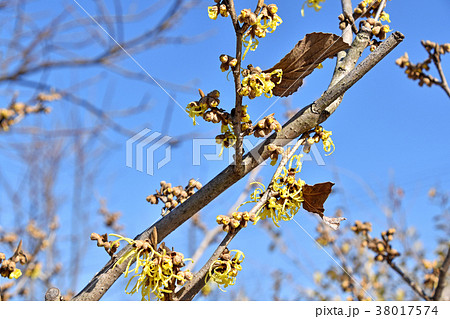 マンサク（満作） 38017574