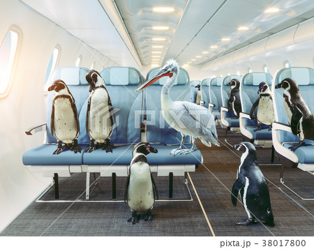 penguins and pelican   in the airplane cabin. 38017800