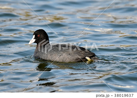 オオバン オオバン 38019637