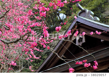 荏柄天神の紅梅 荏柄天神の紅梅 38020057