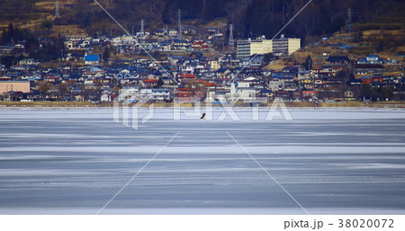 諏訪湖　御神渡りの上を飛ぶ　オオワシ　　2018-02-06 38020072
