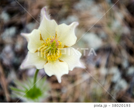 Wild Spring Pasque Flower 38020193