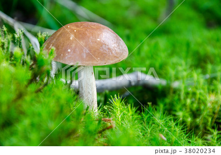 Mushroom in the forest Mushroom in the forest 38020234