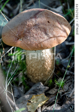 Mushroom in the forest Mushroom in the forest 38020249