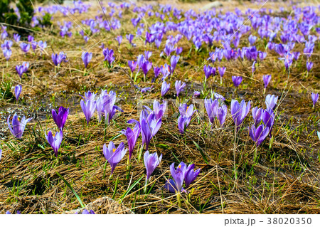 Close up group of blooming crocuses spring flowers 38020350