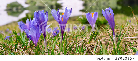 Close up group of blooming crocuses spring flowers Close up group of blooming crocuses spring flowers 38020357