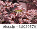 桜とメジロ201802_1 38020570