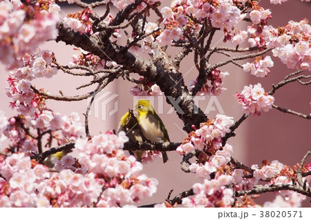 桜とメジロカップル1 38020571
