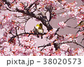 桜とメジロカップル3 38020573