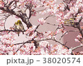 桜とメジロカップル4 38020574