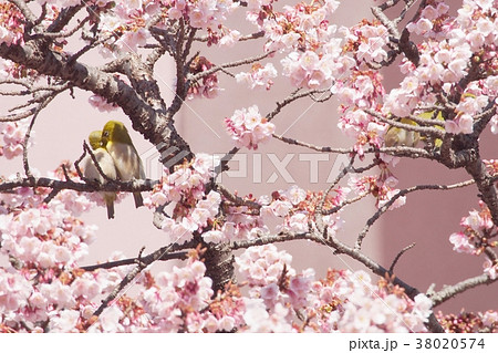 桜とメジロカップル4 38020574