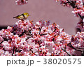 満開桜とメジロ 38020575