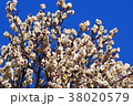早咲き梅2 38020579