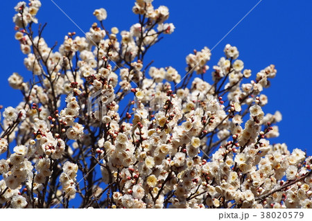 早咲き梅2 38020579