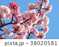 あたみ桜 38020581