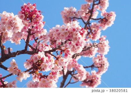 あたみ桜 38020581