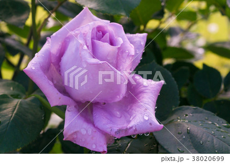 青い薔薇 青い薔薇 38020699