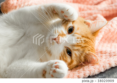 かわいいフワフワ茶白トラ猫の写真素材