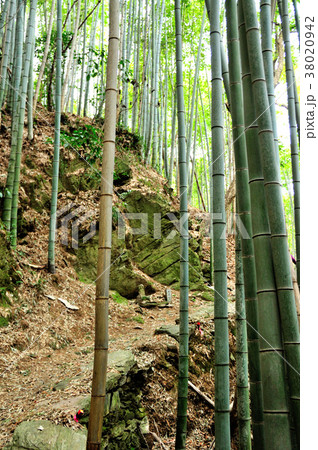 熊野古道 藤白坂 熊野古道 藤白坂 38020942