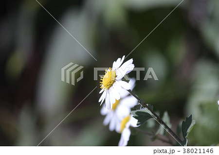 リュウノウ菊 38021146