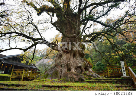 蒲生八幡神社 大クス 蒲生八幡神社 大クス 38021238