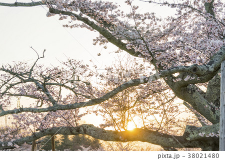 風光明媚の地で仙台市民に親しまれている三神峯公園で朝日に輝く満開のソメイヨシノ 38021480