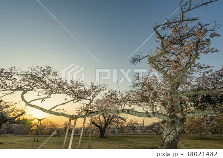 風光明媚の地で仙台市民に親しまれている三神峯公園で朝日に輝く満開のソメイヨシノ 38021482