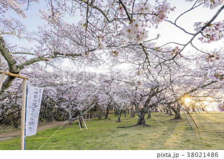 風光明媚の地で仙台市民に親しまれて朝日に包まれる桃源郷のような三神峯公園満開のソメイヨシノ 風光明媚の地で仙台市民に親しまれて朝日に包まれる桃源郷のような三神峯公園満開のソメイヨシノ 38021486