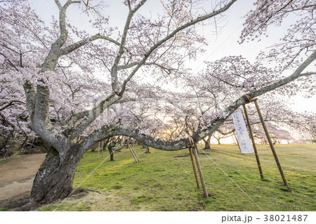 風光明媚の地で仙台市民に親しまれて朝日に包まれる桃源郷のような三神峯公園満開のソメイヨシノ 38021487