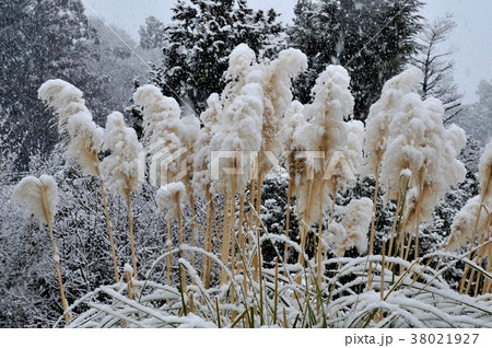 凍るススキ　雪の中で　雪とススキ　降雪とススキ　 38021927