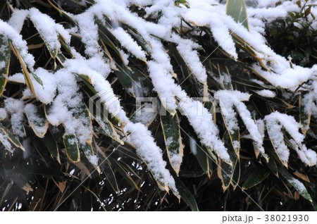 雪と熊笹 冬の熊笹 降雪の中で 雪を被った熊笹 熊笹 雪と熊笹 冬の熊笹 降雪の中で 雪を被った熊笹 熊笹 38021930