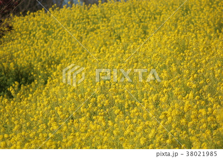 菜の花畑 38021985