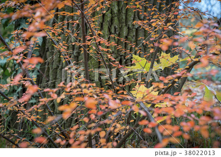 autumn leaves in front of a tree trunk 38022013