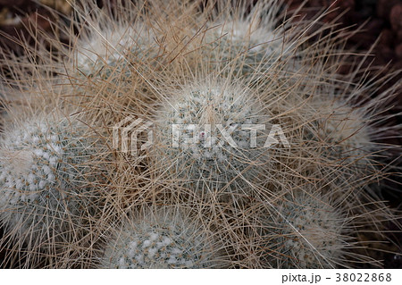 ボールの様なサボテンの柔らかそうな棘の写真素材