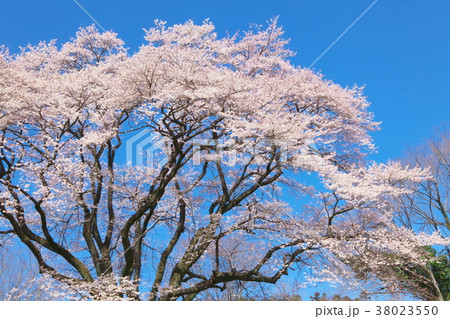 一本桜 - 鉢形城の桜 エドヒガン 一本桜 - 鉢形城の桜 エドヒガン 38023550