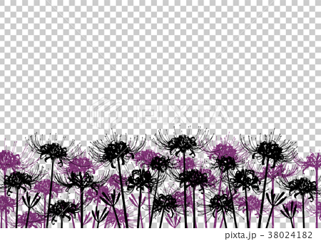 背景材料 簇狀孤挺花 紫色 插圖素材 圖庫