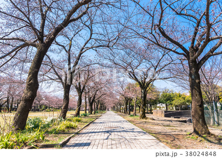 住宅街の桜並木 住宅街の桜並木 38024848