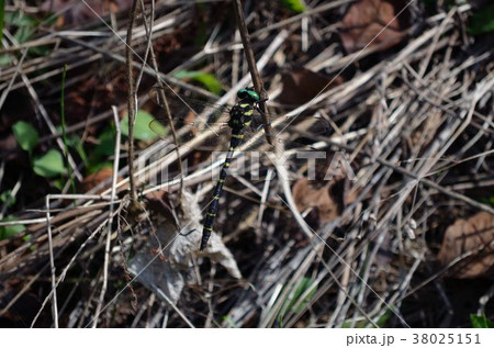 枝先で休むオオヤマトンボ 枝先で休むオオヤマトンボ 38025151