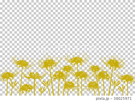 背景材料_簇狀孤挺花（黃色） 38025971