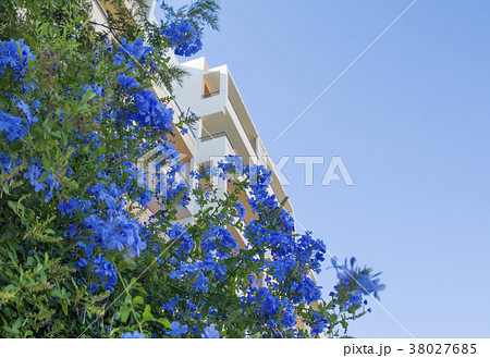 Plumbago, Cape plumbago, Plumbago auriculata Plumbago, Cape plumbago, Plumbago auriculata 38027685