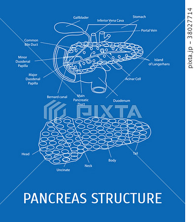 Structure of a Pancreatic Gland. Vector Structure of a Pancreatic Gland. Vector 38027714