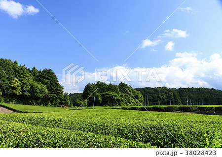 絶家風景(静岡県、富士宮、初夏) 絶家風景(静岡県、富士宮、初夏) 38028423