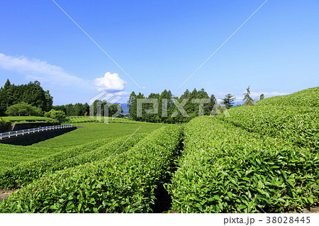 絶家風景（静岡県、富士宮、初夏） 38028445