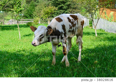 Young calf cow grazing on the green lawn 38028616