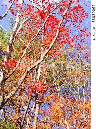 青木ヶ原樹海の紅葉-27377 38029062