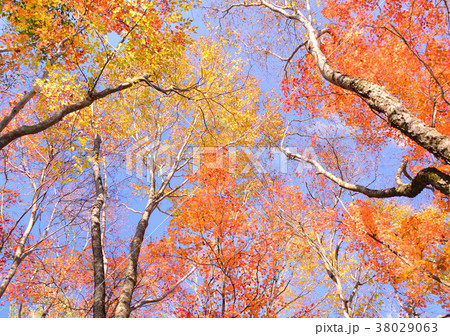 青木ヶ原樹海の紅葉-27380 38029063