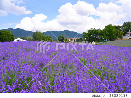 夏の八木崎公園-27294 夏の八木崎公園-27294 38029153