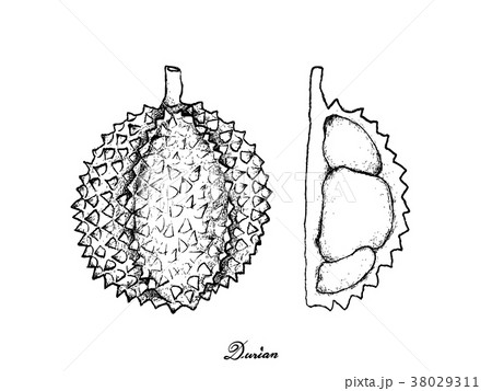 Hand Drawn of Ripe Durian on White Background Hand Drawn of Ripe Durian on White Background 38029311