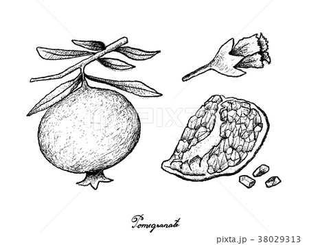 Hand Drawn of Ripe Pomegranate on White Background Hand Drawn of Ripe Pomegranate on White Background 38029313