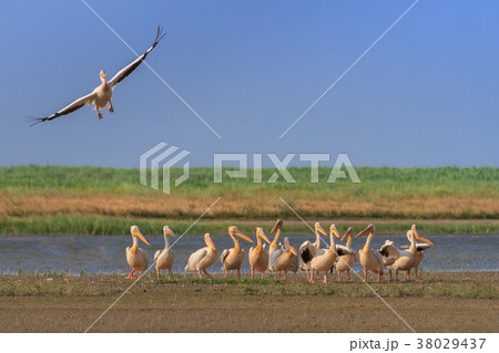 white pelicans (pelecanus onocrotalus) 38029437